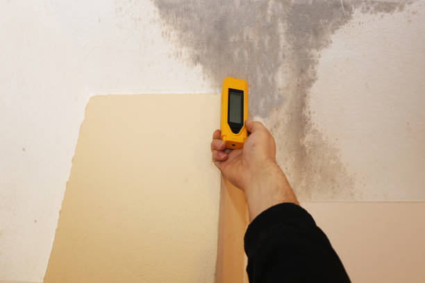Best Mold-Related Health Consultation  in Highland Heights, KY