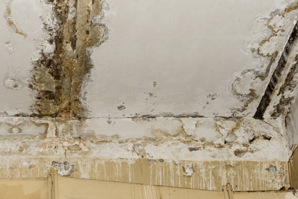 Best Airborne Mold Testing  in Highland Heights, KY