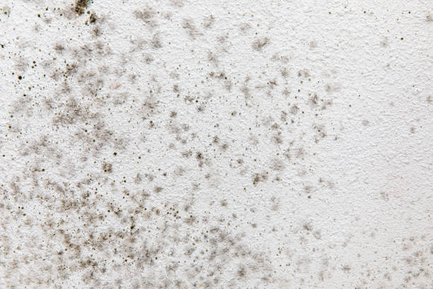 Best Black Mold Removal  in Highland Heights, KY