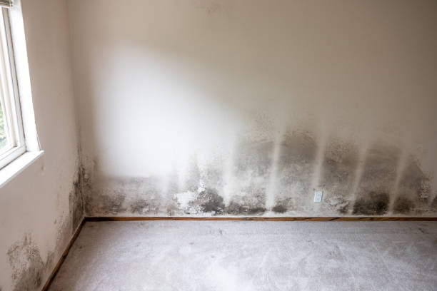 Best Water Damage & Mold Remediation  in Highland Heights, KY